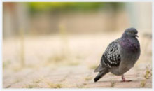pigeon control